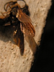 蜂