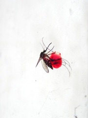 Kill Mosquito