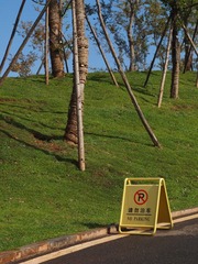 白药厂的草坡.JPG