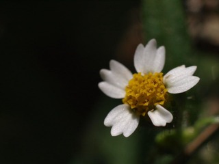 粘粘果的花.JPG