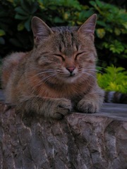招财猫标准照