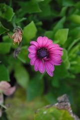 菊_0733