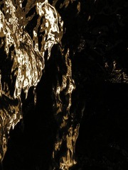 C1