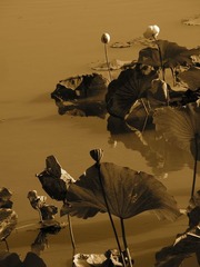 莲花池 莲花