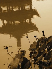 莲花池 莲 花