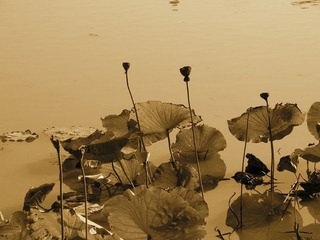莲花池 3