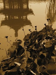 莲花池 4