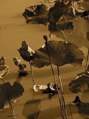 莲花池 0