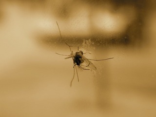Once More Kill Mosquito