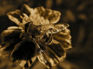 蜜 蜂（茶）