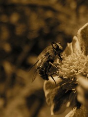 蜜蜂（茶）