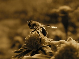 蜜蜂1（茶）