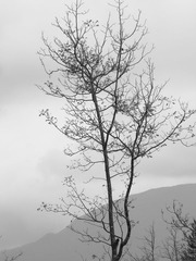 那棵萧索的树
