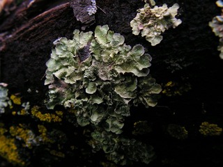 苔藓0