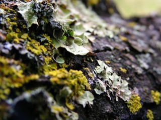 苔藓3