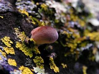 菌与苔藓伴生