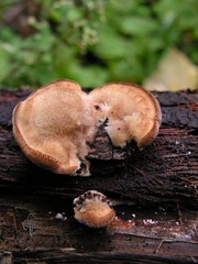 菌