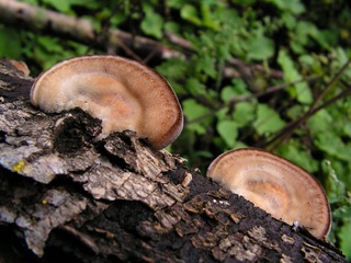 菌2