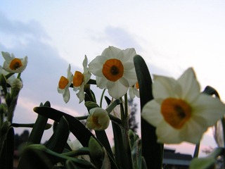 水仙花