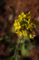 油菜花