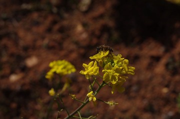 油菜花上的蜜蜂