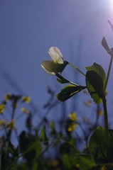 豆尖花