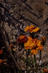 臭 菊 花