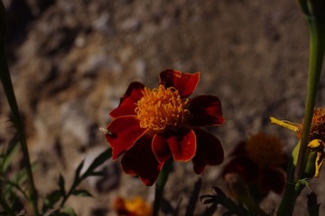 臭菊花