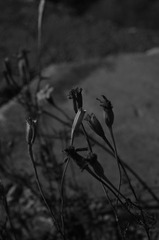 枯花（黑白）