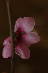 垂丝海棠花萼