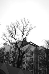 树