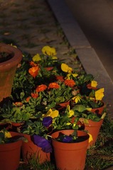 路边小花