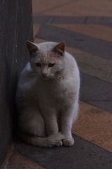 专注