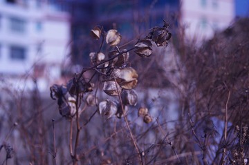 枯萎