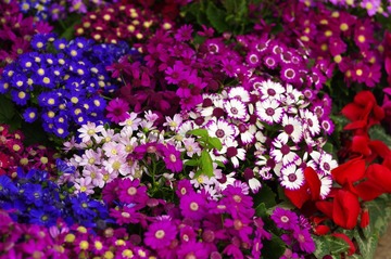 花5