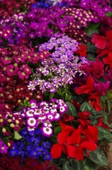 花4