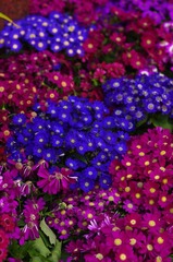 花3