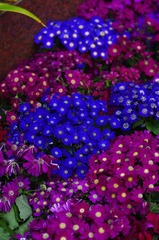 花2