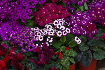 花1
