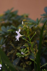 兰草