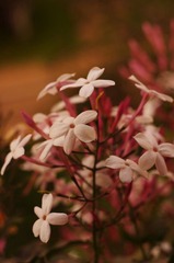 素馨花