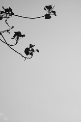 留白