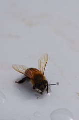 蜂