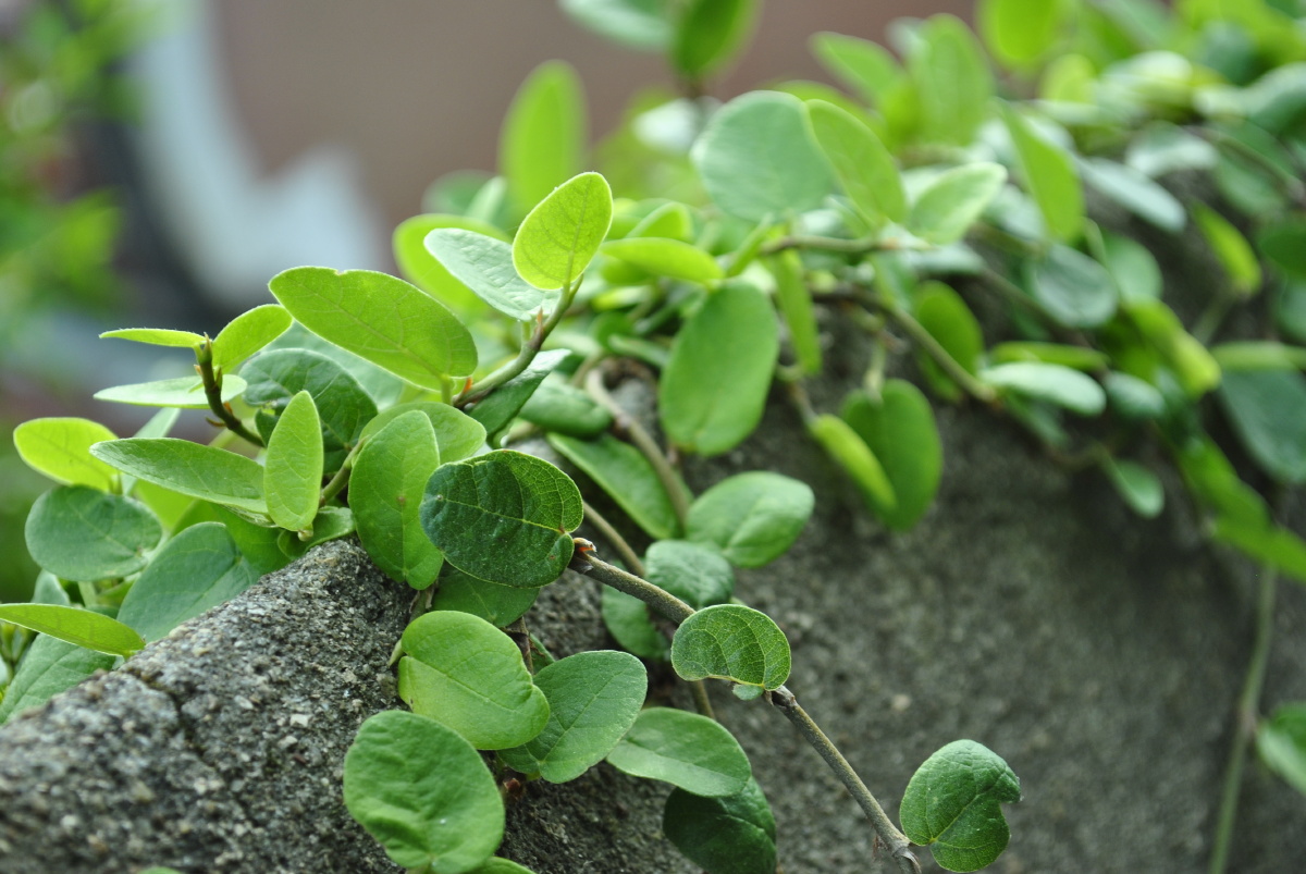 我怕,辜负了这盛夏 - 叶修齐