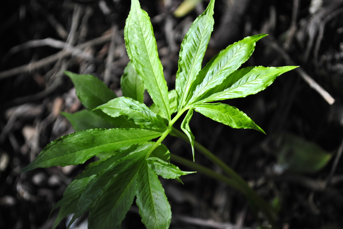 天南星 - 叶修齐 - 图虫