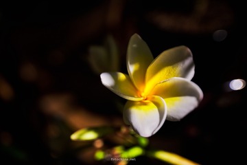 _DSC1541