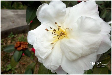 IMG_20120330_144043.jpg