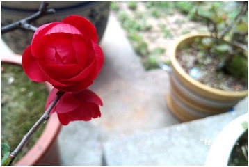 IMG_20120330_144233.jpg