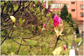 IMG_20120331_101110.jpg