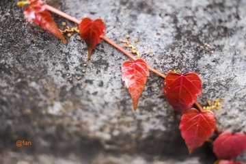 C6090138.jpg